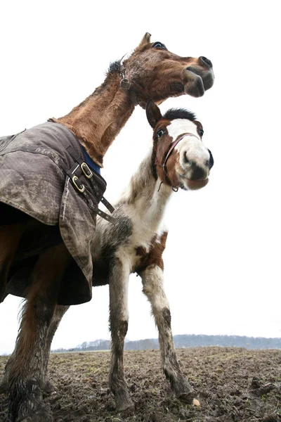 Cavalli Colpiti Con Una Prospettiva Bassa — Foto Stock