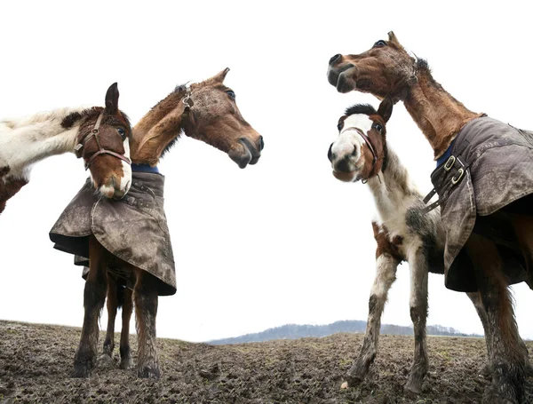 Cavalli Colpiti Con Una Prospettiva Bassa — Foto Stock