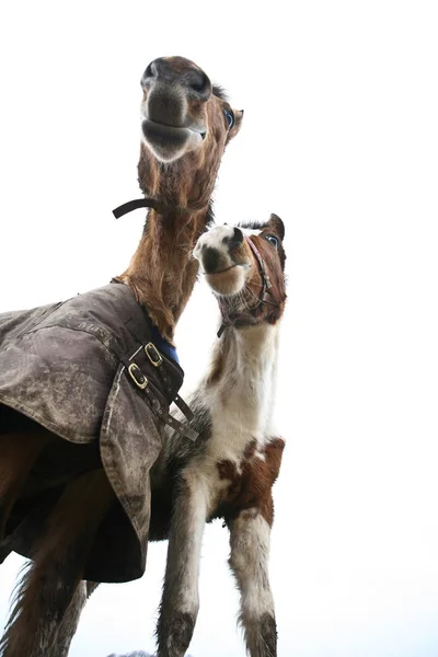 Cavalli Colpiti Con Una Prospettiva Bassa — Foto Stock