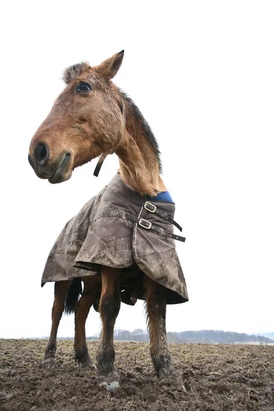 Colpo Cavallo Con Una Prospettiva Bassa — Foto Stock