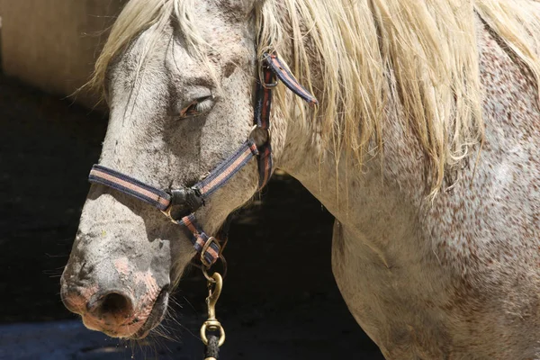Schönes Pferd Aus Nächster Nähe Tier — Stockfoto