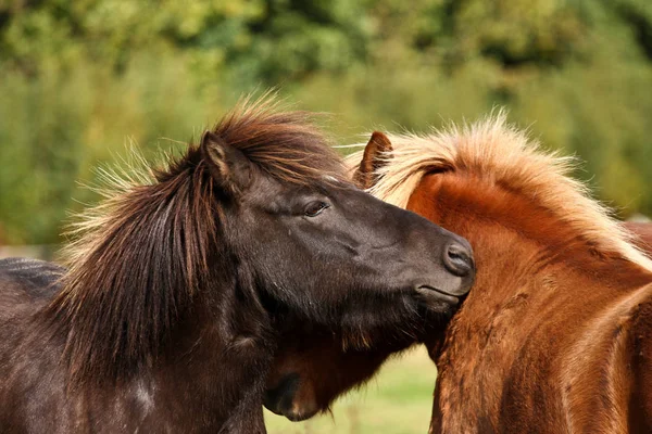 Dois Belos Cavalos Perto — Fotografia de Stock