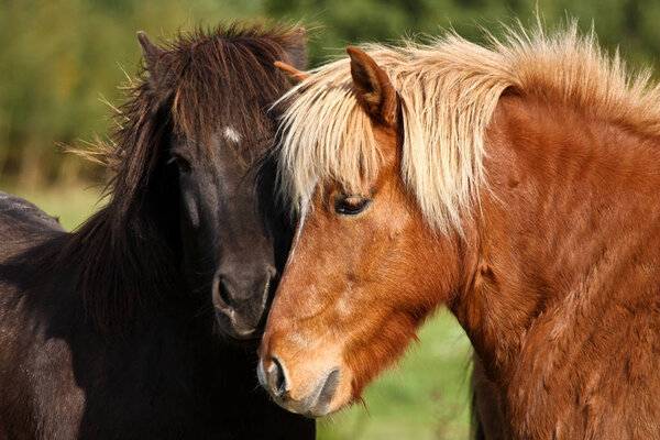 Two beautiful horses, close up