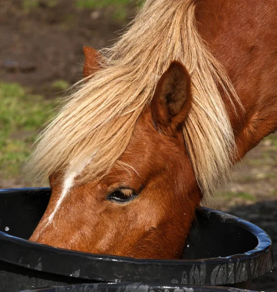Horse Drinking Water Close — Stock Photo, Image