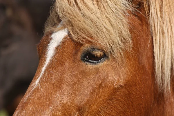 Lindo Cavalo Perto Animais — Fotografia de Stock