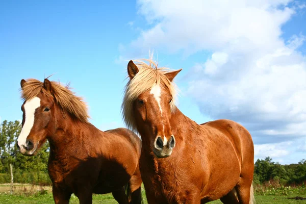 Dois Cavalos Lindos Animais — Fotografia de Stock