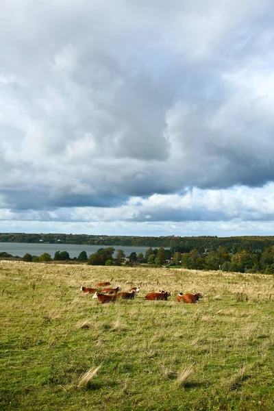 Mucche Campo Estate — Foto Stock