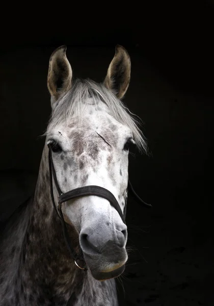 Cabeça Cavalo Branca Close — Fotografia de Stock