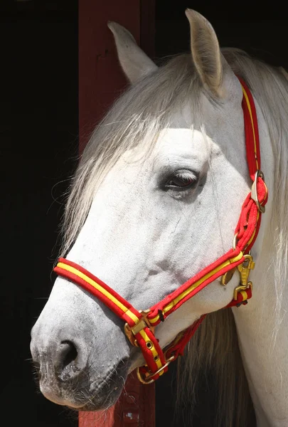 白い馬の頭をクローズ アップ — ストック写真