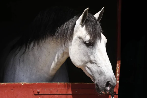 Lindo Cavalo Perto Animais — Fotografia de Stock