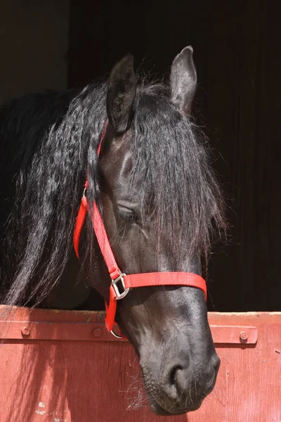 Beautiful Horse Close Animal — Stock Photo, Image