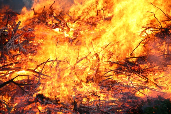 Kontrollü Yangın Ağaçlar Dalları — Stok fotoğraf