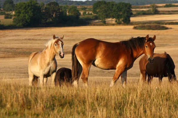 Cavalos Campo Suécia Verão — Fotografia de Stock