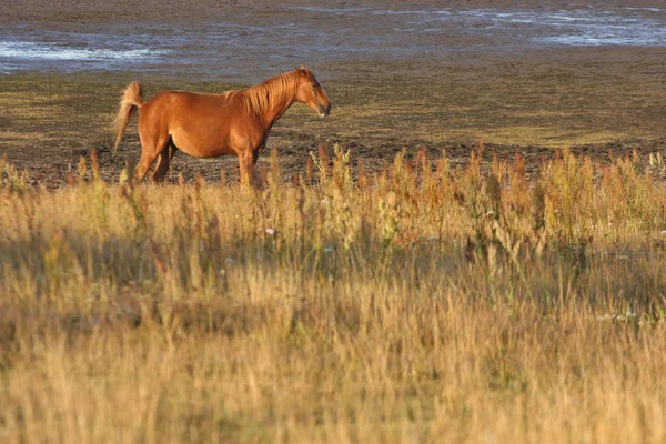 Koń Polu Szwecji Lecie — Zdjęcie stockowe