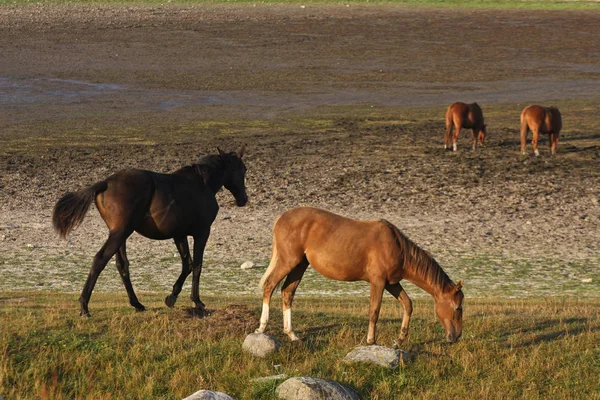Koně Poli Švédsku Létě — Stock fotografie
