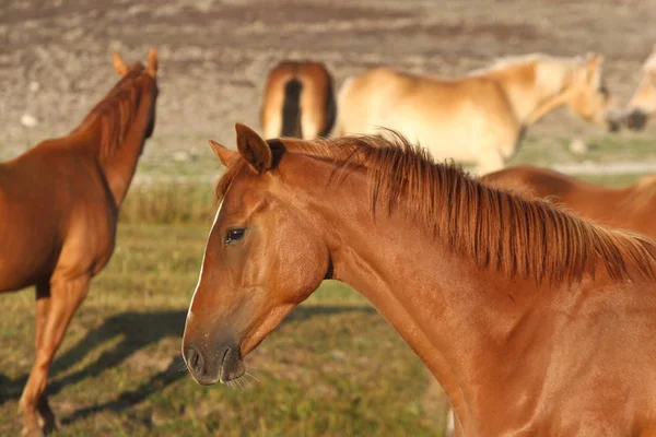 Pferde Auf Einem Feld Schweden Sommer — Stockfoto