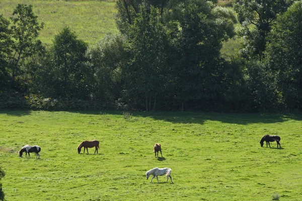 夏天瑞典田野里的马 — 图库照片