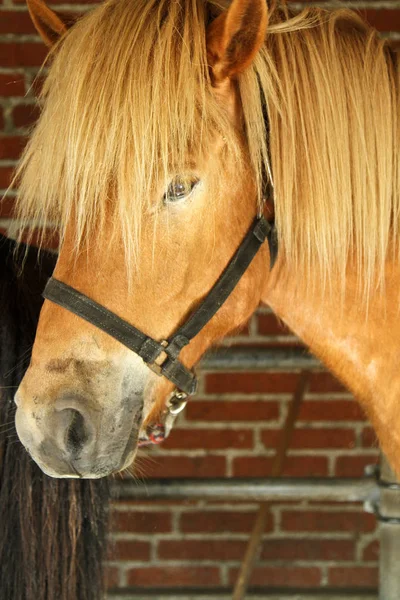 Piękny Koń Zbliżenie — Zdjęcie stockowe