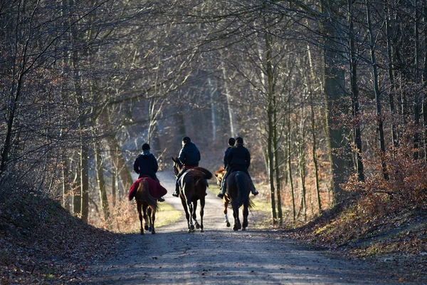 Gruppo Cavalli Con Cavalieri Una Foresta — Foto Stock