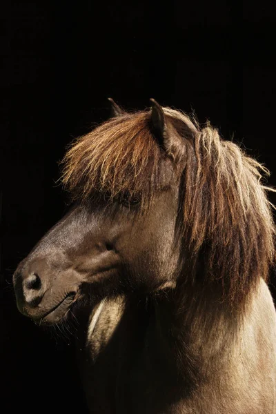 Lindo Cavalo Perto Animais — Fotografia de Stock