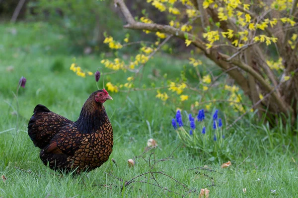 Chick Denmark Searching Food Grass — Stock Photo, Image