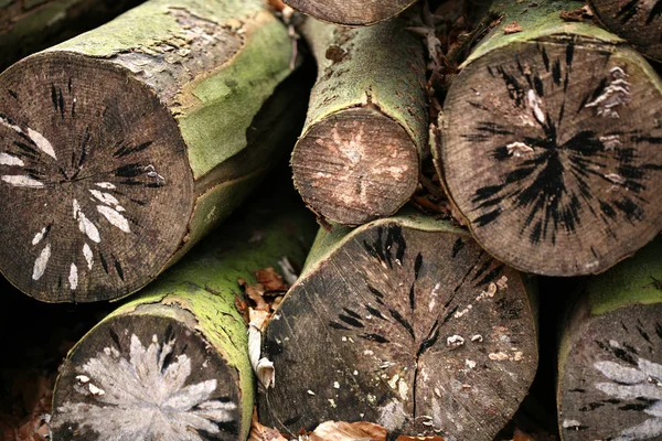 Hout Stapel Een Deense Forest — Stockfoto