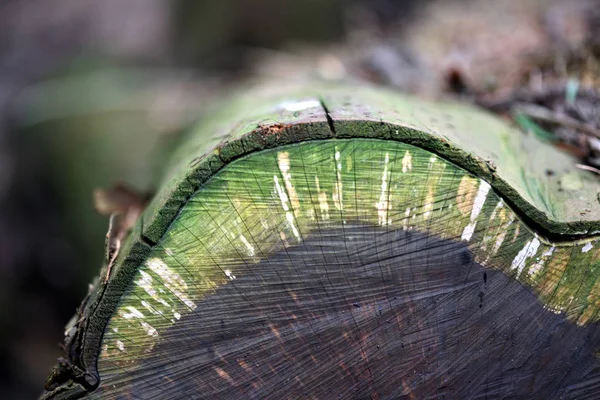 Holzstapel Einem Dänischen Wald — Stockfoto
