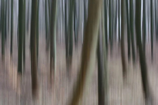 Les Záběr Borové Stromy Kufry Rýžováním Technika — Stock fotografie