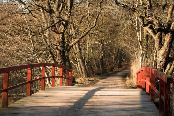 Foresta Alberi Foglie Autunno Campagna Denmar — Foto Stock