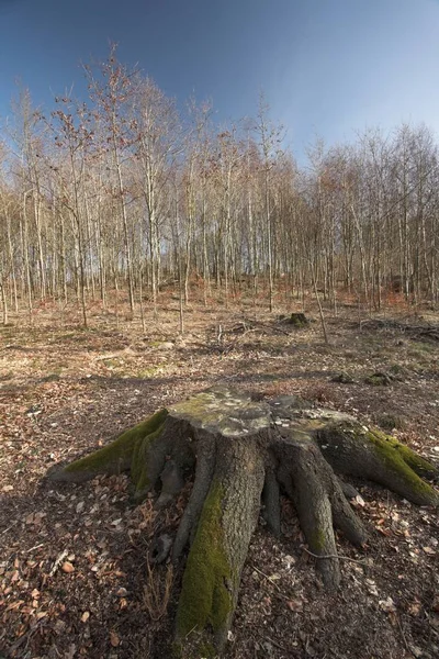 Lago Denmark Perto Uma Floresta Água Árvore — Fotografia de Stock