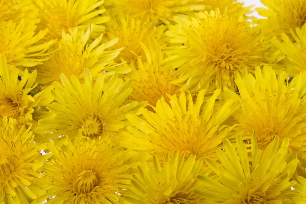 Montón Flores Amarillas Colocadas Sobre Fondo Blanco — Foto de Stock