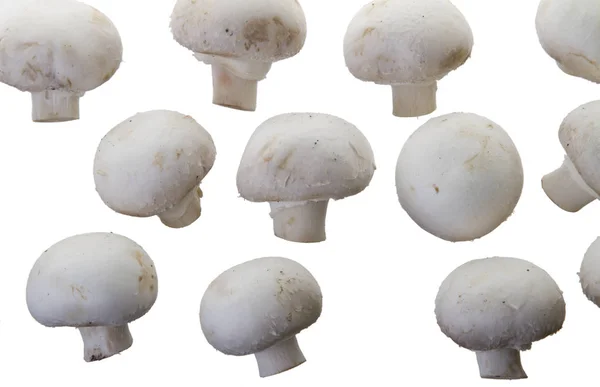 许多白蘑菇在白色背景上 — 图库照片