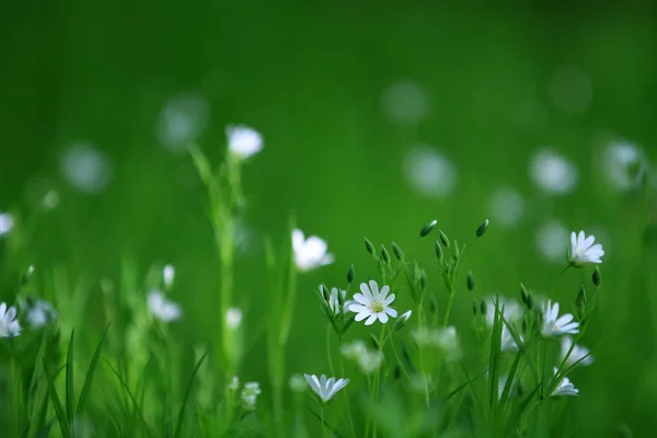 蓝色的花在春天的花园在丹麦 — 图库照片