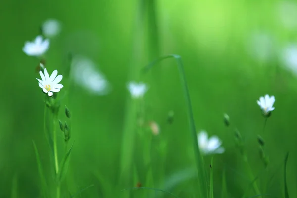 Blå Blommor Trädgård Våren Danmark — Stockfoto