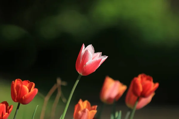 Tavaszi Kert Dániában Tulipán — Stock Fotó