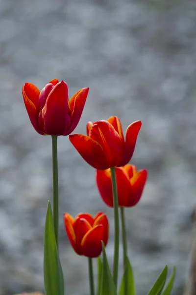 Тюльпаны Саду Весной Плотной Форме — стоковое фото