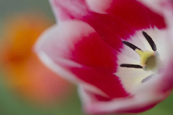Tulpen Een Tuin Het Voorjaar Denemarken — Stockfoto