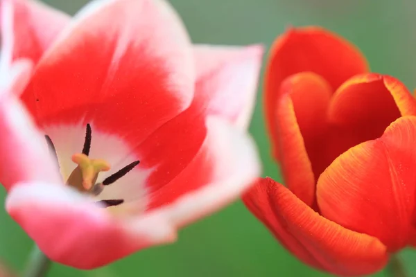 Tulipány Zahradě Jaře Dánsku — Stock fotografie