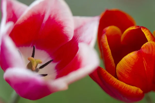 Tulipány Zahradě Jaře Dánsku — Stock fotografie