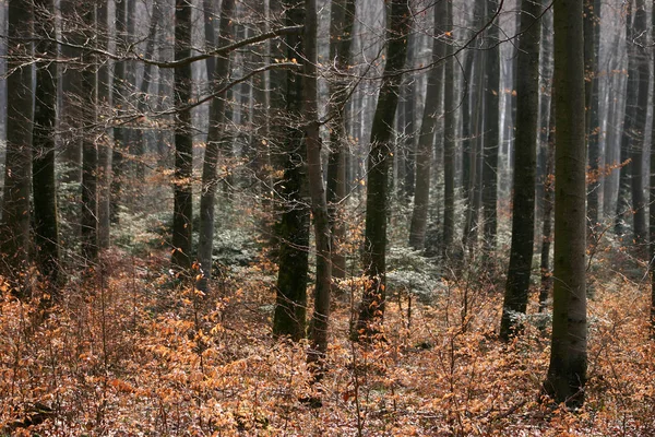 Gyönyörű Őszi Erdőben Dánia — Stock Fotó
