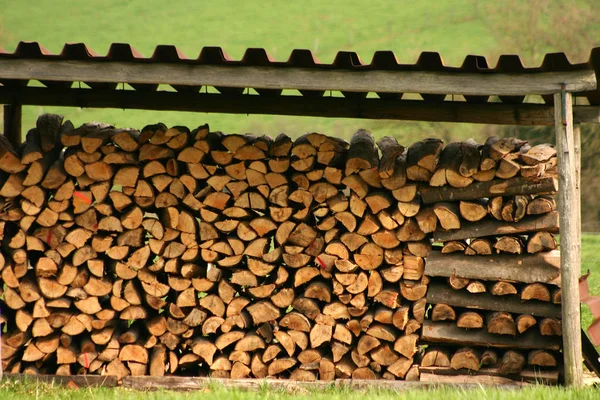 Pile Bois Dans Une Forêt Danoise — Photo