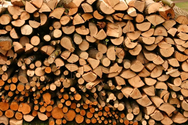 Pile Bois Dans Une Forêt Danoise — Photo