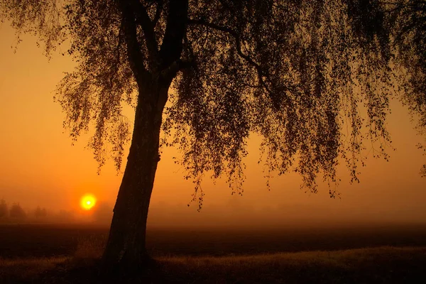 Foresta Primo Piano Sui Rami Degli Alberi Mattino Presto Con — Foto Stock