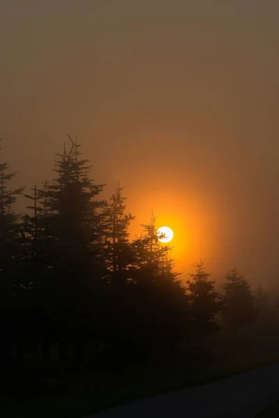 Foresta Primo Piano Sui Rami Degli Alberi Mattino Presto Con — Foto Stock