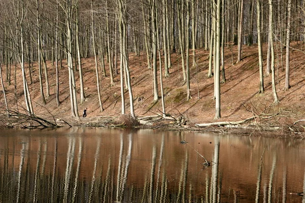 Wald Baumstämme Äste Denmar — Stockfoto