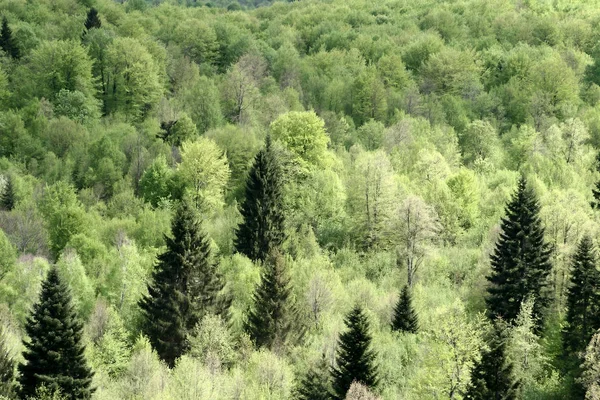 Floresta Árvores Licença — Fotografia de Stock