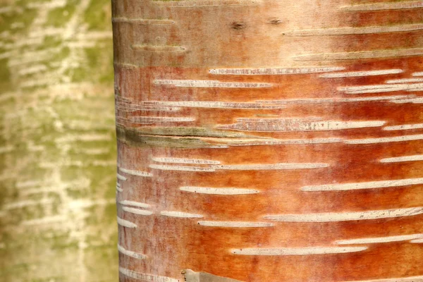 Forêt Gros Plan Sur Troncs Arbres Pas Créé Abstractions Courbes — Photo