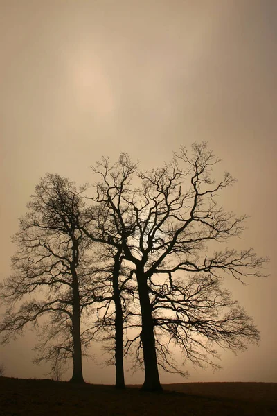 Skog Träd Och Lämna — Stockfoto