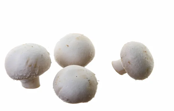 Viele Weiße Pilze Auf Weißem Hintergrund lizenzfreie Stockbilder