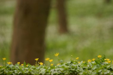 Bahar çiçek çiçek açan güzel